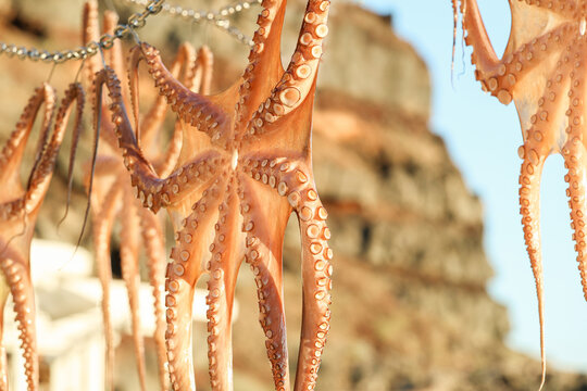Sun-dried octopus hanging in Ammoudi Bay, Santorini, Greece, with volcanic cliffs softly blurred in the background.