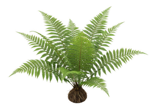 Lush green fern plant with roots isolated on transparent background