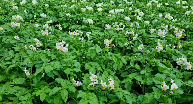 Organic farming. Flowering potatoes in a garden bed. Summer farming.