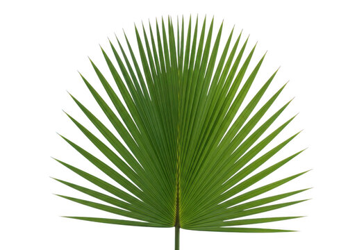 Single green palm leaf isolated on transparent background