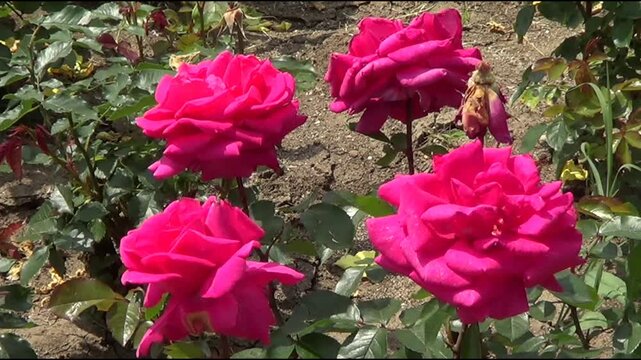 Pink roses in Botanic garden in Saint Constantine and helena resort, Bulgaria