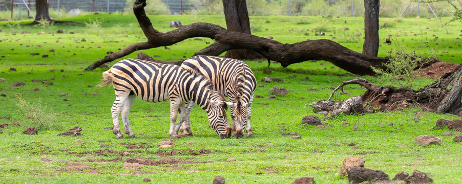 Zebras walking in a green meadow and eating grass. African zebras in the savannah. Wild animals in their natural habitat.