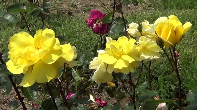 Yellow roses in Botanic garden in Saint Constantine and helena resort, Bulgaria
