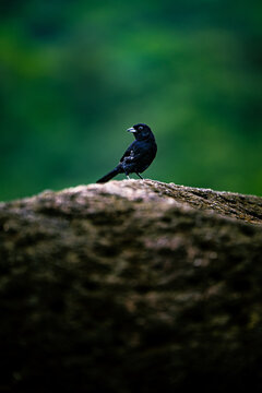 oiseau