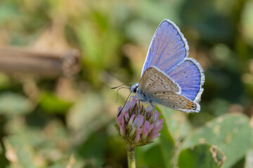 Fototapeta premium Common Blue (Polyommatus icarus) on a Trifolium with the straw outside