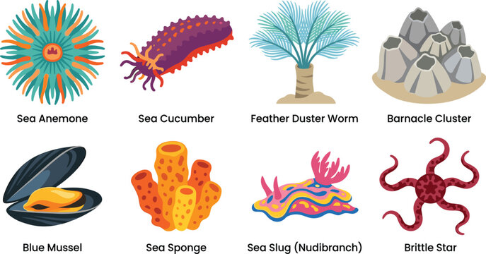 Marine Invertebrates and Coral Reef Organisms Vector Icon Set with Labeled Sea Species