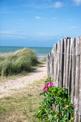 Obraz premium Sandy path leading to the sea on Normandy coast with wooden fence, green dune grass and pink wild roses under a blue sky
