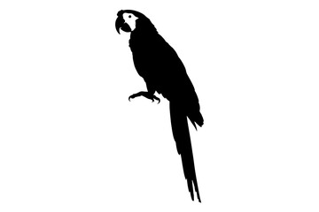 Fototapeta premium Black parrot standing on one leg