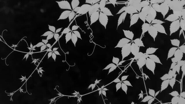 White climbing vine shadows moving naturally on black background.