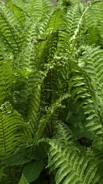 Ostrich fern leaves texture background, vertical resolution. Green fern leaves blowing in wind close up. Slow tracking shot of Matteuccia struthiopteris green fronds geometry.