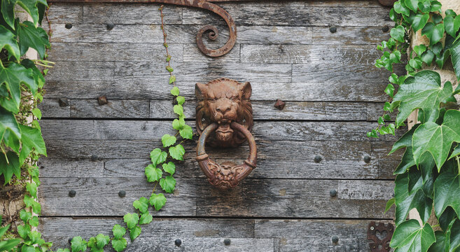 Ornate lion-head door knocker mounted on a weathered wooden gate framed by ivy, showcasing rustic architecture and historic craftsmanship in Burgundy, France.