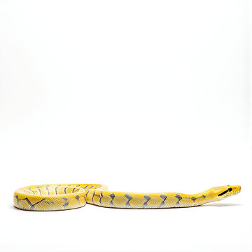 Yellow snake isolated on white background. Crawling reptile cutout for graphic design.