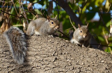 squirrel in the park © elaine
