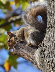 squirrel on a tree © elaine