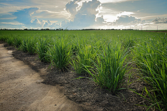 Cana de a&ccedil;&uacute;car produzida no nordeste 