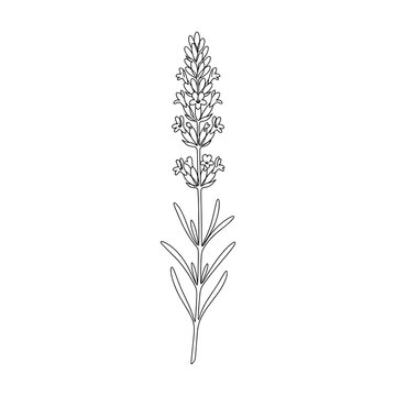 A beautiful hand drawn lavender flower stem illustration in a simple black and white line art style