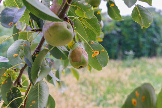 Pear fruit damaged by brown scab growing on tree