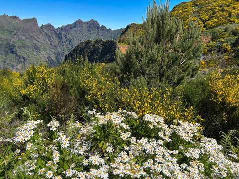Beautiful view of mountains on a summer day. Madeira. Portugal.