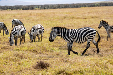 Obraz premium Arusha, Tanzania - 10 July 2026 - zebras in the Ngorongoro Crater