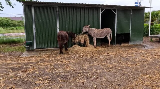 Two domestic donkeys (Equus africanus asinus) standing beside a green metal shelter or shed.