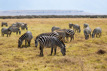 Obraz premium Arusha, Tanzania - 10 July 2026 - zebras in the Ngorongoro Crater
