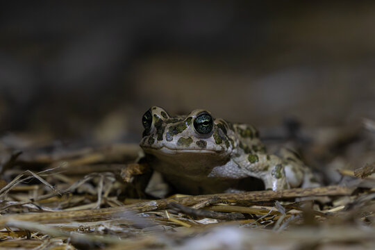European Green Toad (Bufotes viridis) on plants at darkness