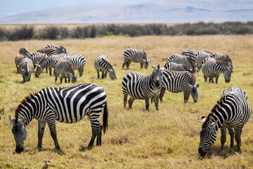 Fototapeta premium Arusha, Tanzania - 10 July 2026 - zebras in the Ngorongoro Crater