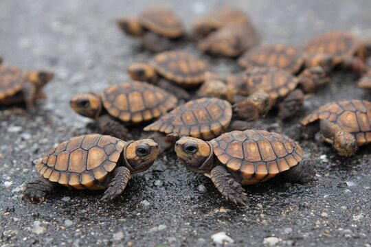 turtle hatchlings crawling across asphalt