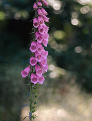 Der rote Fingerhut (Digitalis purpurea) im Wald bei Gegenlicht vor Schatten blühend © Winfried