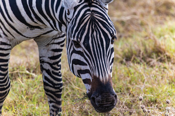 Obraz premium Arusha, Tanzania - 10 July 2026 - zebra in the Ngorongoro Crater