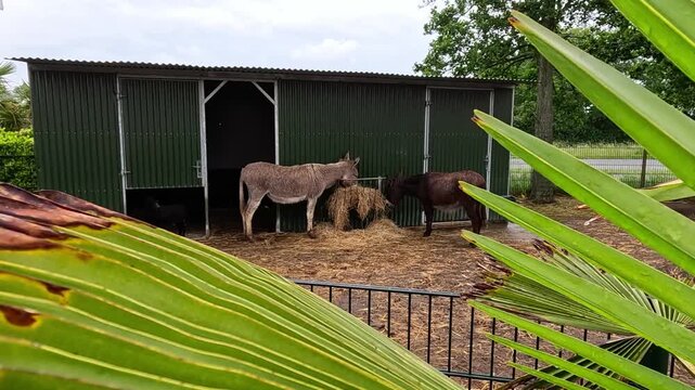 Two domestic donkeys (Equus africanus asinus) standing beside a green metal shelter or shed.