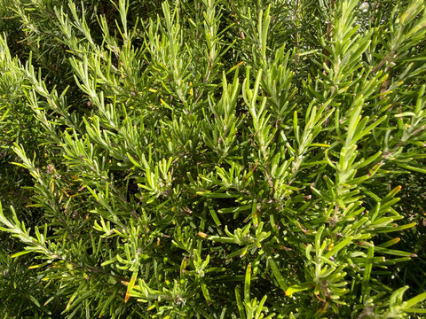 Fresh rosemary bush growing outdoors in Mediterranean landscape, aromatic evergreen herb and natural botanical garden concept