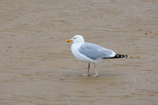 A herring gull (Larus argentatus) is walking on the beach.