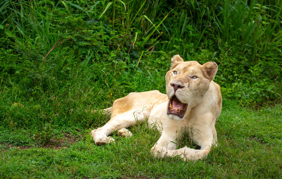A close-up of a lioness against a backdrop of green grass. A majestic African lioness rests and observes the jungle. Powerful African wild animals in their natural habitat.
