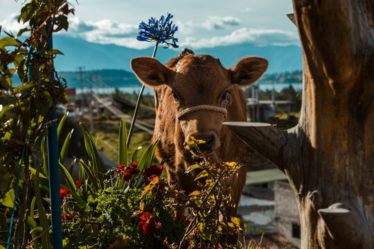 Portrait of a Cute Brown Calf Wearing a Rope Halter in a Sunlit Field