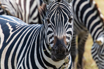 Obraz premium Arusha, Tanzania - 10 July 2026 - zebra in the Ngorongoro Crater