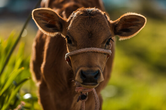 Portrait of a Cute Brown Calf Wearing a Rope Halter in a Sunlit Field