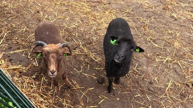 A black sheep closely resembling the Black Welsh Mountain breed (Ovis aries)
