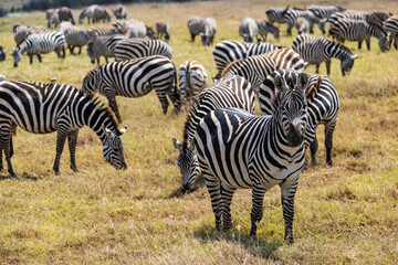 Obraz premium Arusha, Tanzania - 10 July 2026 - zebras in the Ngorongoro Crater