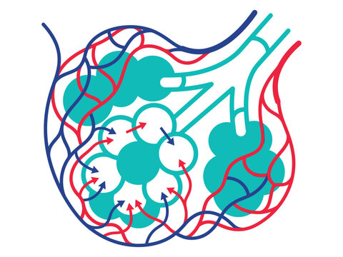 Human alveoli in lungs gas exchange process diagram with respiratory exchange breathing physiology capillary respiration healthcare clinical illustration cellular function medicine