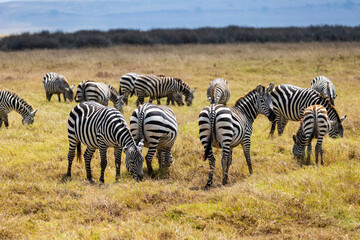 Obraz premium Arusha, Tanzania - 10 July 2026 - zebras in the Ngorongoro Crater