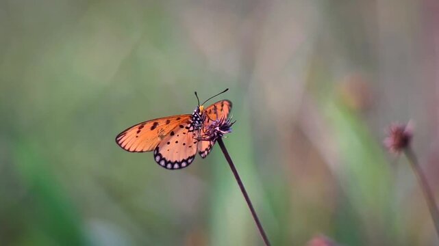 Slow motion 44-sec of a beautiful Tawny Coster butterfly perched delicately on a thin dry grass twig. Shot in 480fps 1080p for an elegant.
