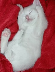 cat  © Любовь Фролова