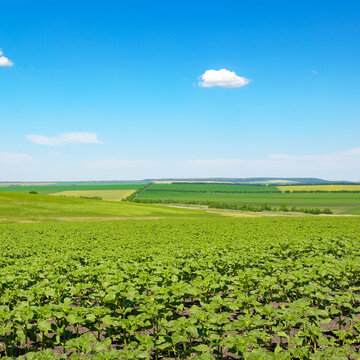 Bright Countryside Field With Emerging Sunflower Growth Under Summer Sky