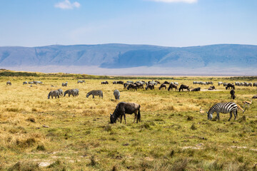 Obraz premium Arusha, Tanzania - 10 July 2026 - wildebeest and zebras in the Ngorongoro Crater