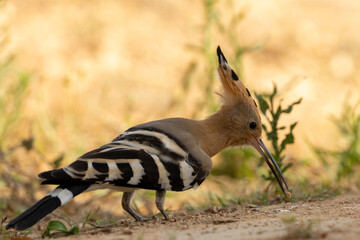 Hoopoe (Upupa epops) holding a rock in his beak © Noam