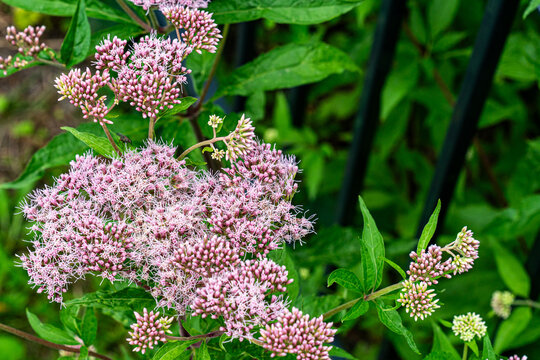 Pink eupatorium flowers blooming in a summer garden