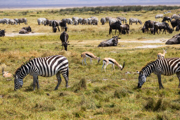 Obraz premium Arusha, Tanzania - 10 July 2026 - zebras and gnu and antilope in the Ngorongoro Crater