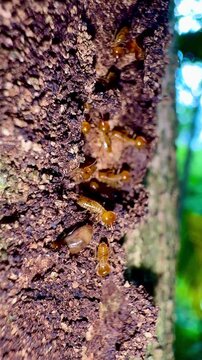 Macro close-up shot of a termite colony active on tree bark in a natural environment, representing biodiversity, wildlife, pest control, and forest ecosystem.