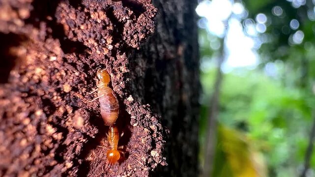 Macro close-up shot of a termite colony active on tree bark in a natural environment, representing biodiversity, wildlife, pest control, and forest ecosystem.